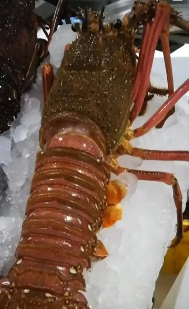 Australian Lobsters are best types of lobsters