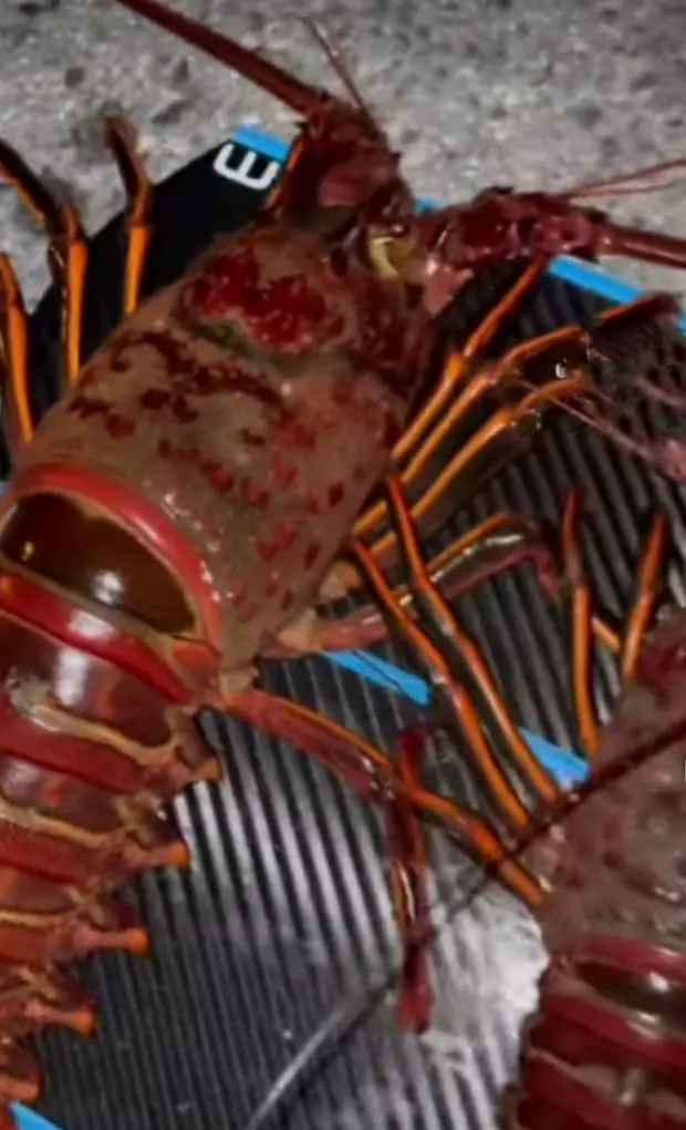 lobster body