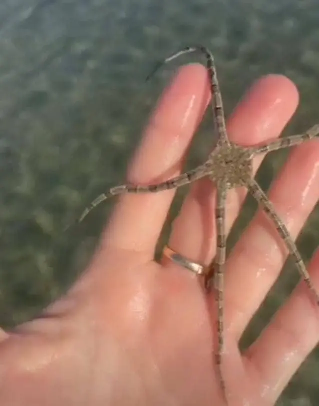 Brittle Sea Star characteristics