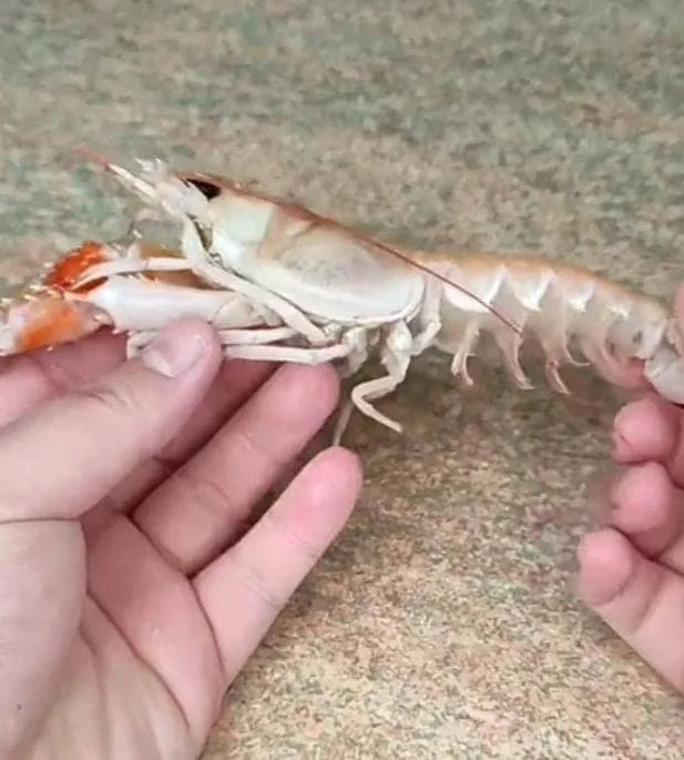 A man is checking shrimp through his fingers