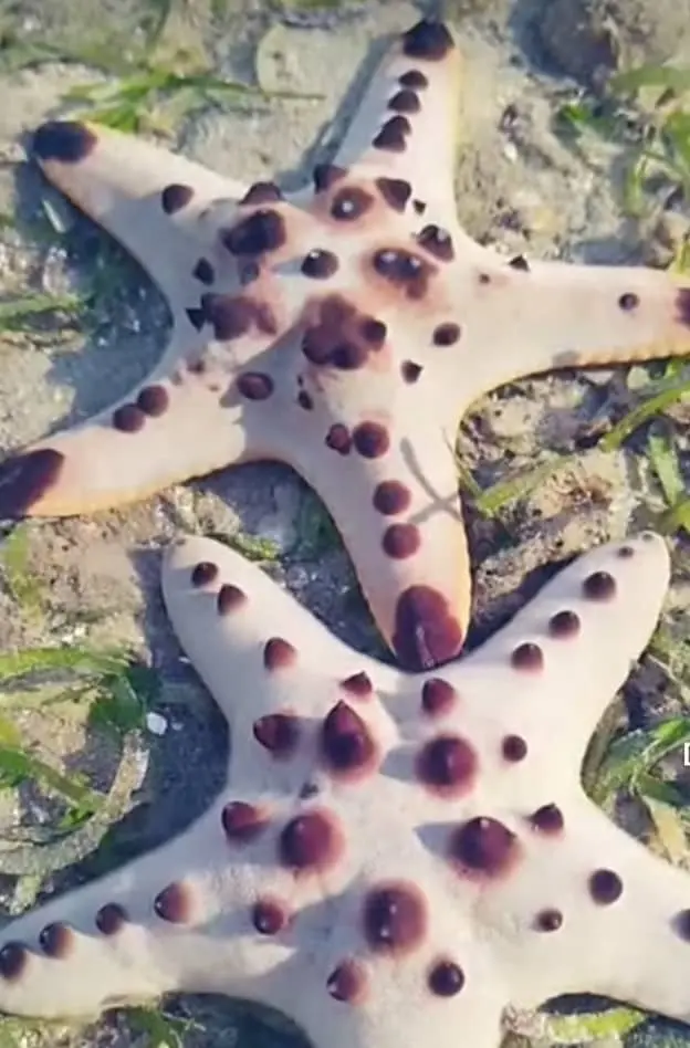 Chocolate Chip Starfish (Taxonomy & Origin)