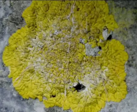 Fungi In the Ocean (Second best Decomposer of the Ocean)