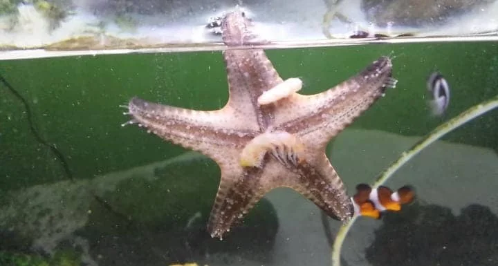 How And What Do You Feed a Chocolate Chip Starfish?