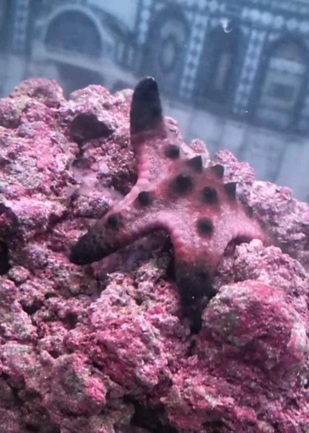 How Often Should We Feed Chocolate Chip Starfish Food?
