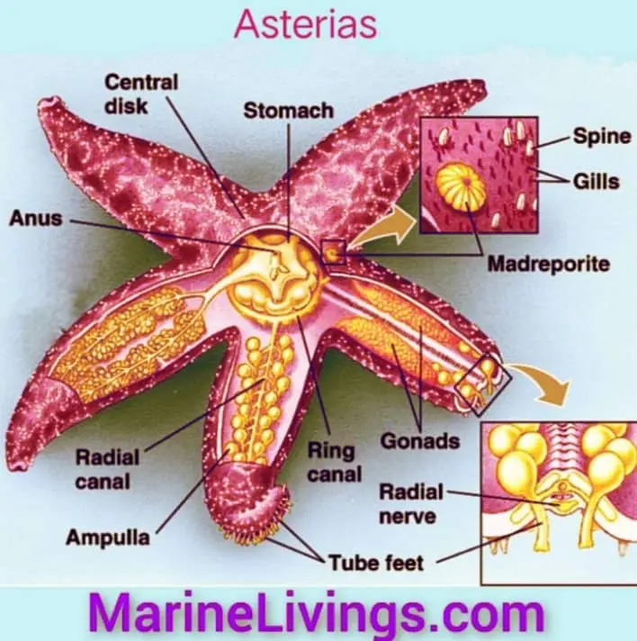 How Starfish Water Vascular System Works