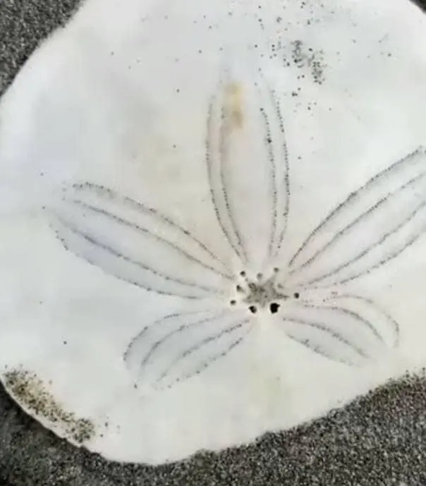 Sand Dollar dead shell hole