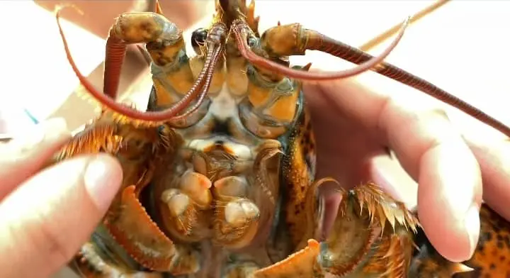 lobster mouth