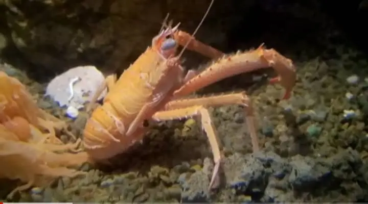 Langoustino