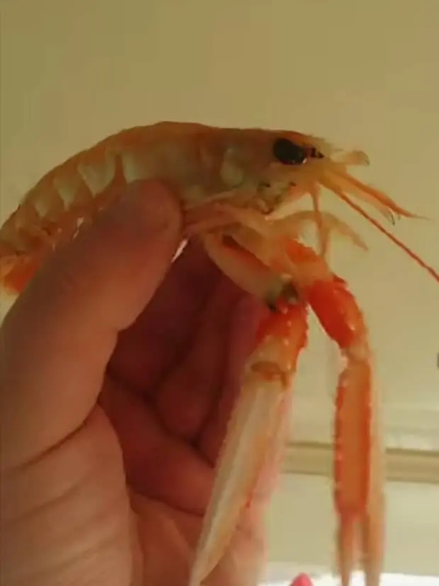 Langoustine