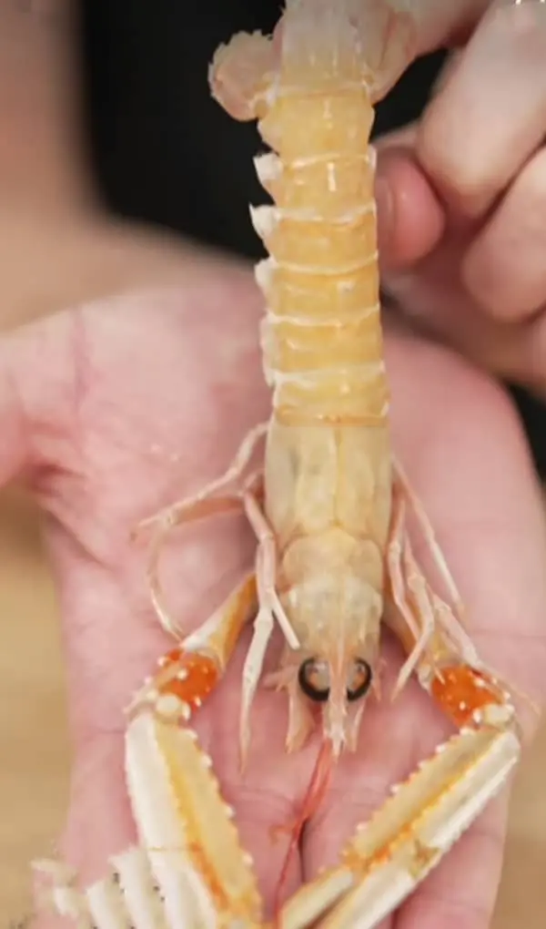 Langoustines habitat