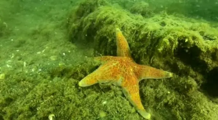 The Leather Star habitat
