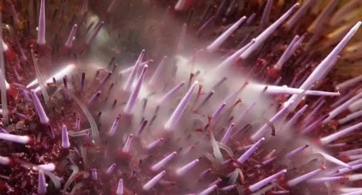 Male sea urchins releases sperms into water.
