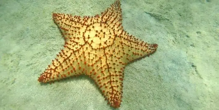 The Cushion Sea Star or bahama sea star (Oreaster reticulatus)
