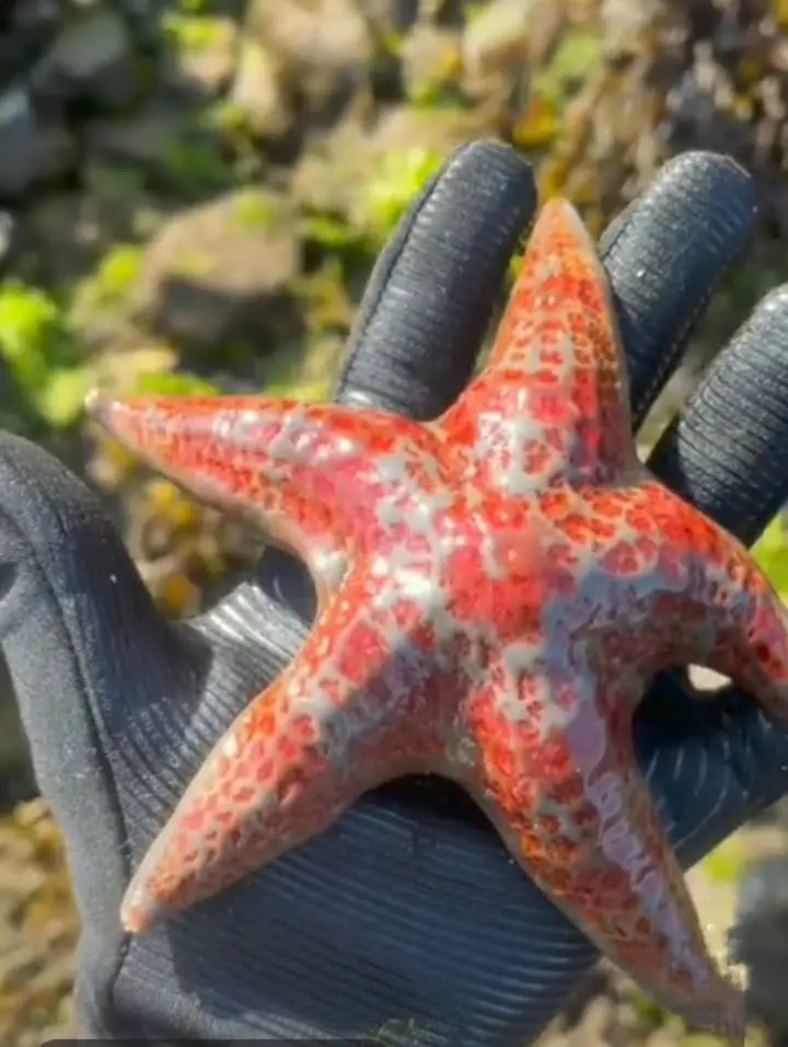 The Leather Star structure