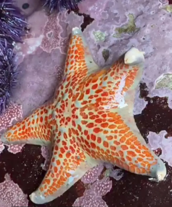 Large orange The Leather Star (Dermasterias imbricata)
