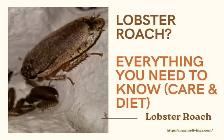 Lobster Roach