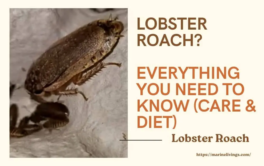 Lobster Roach
