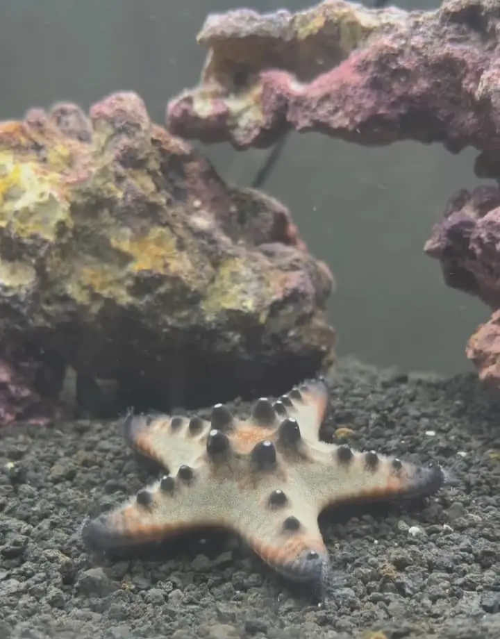 Why it's called a Chocolate Chip Starfish