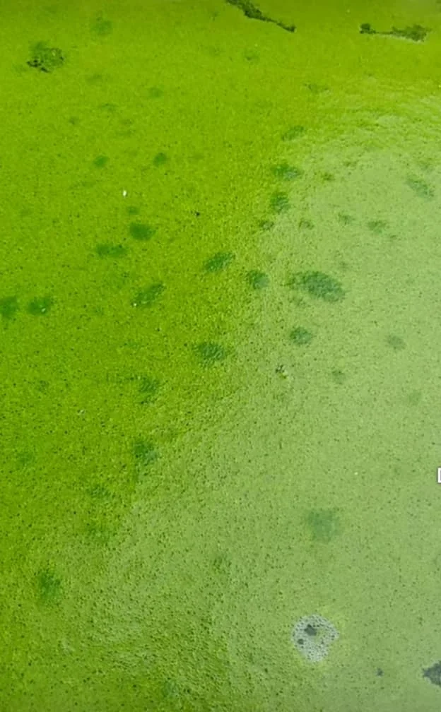 Green Algae on water