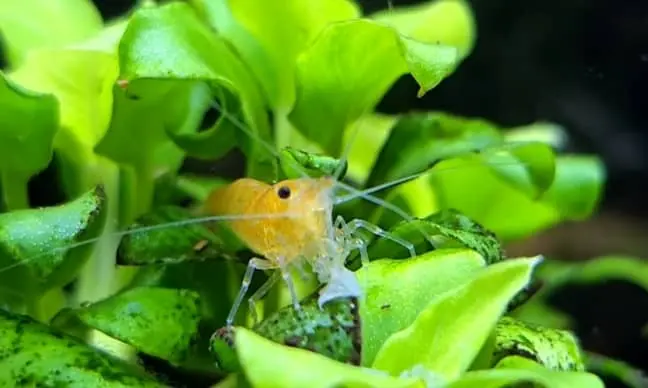 Algae-based food for a shrimp