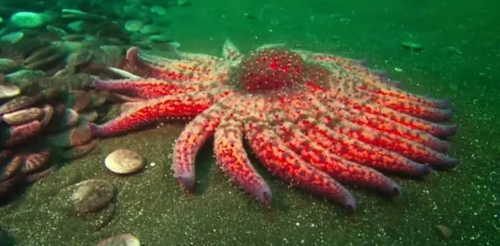Are starfish dangerous to Humans?
