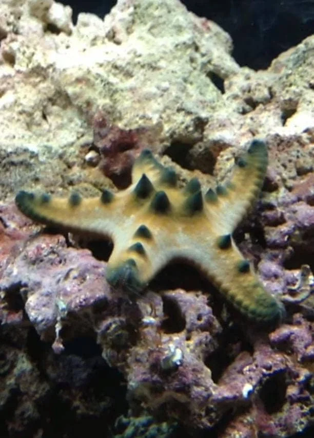 BEHAVIOUR OF CHOCLATE CHIP STARFISH