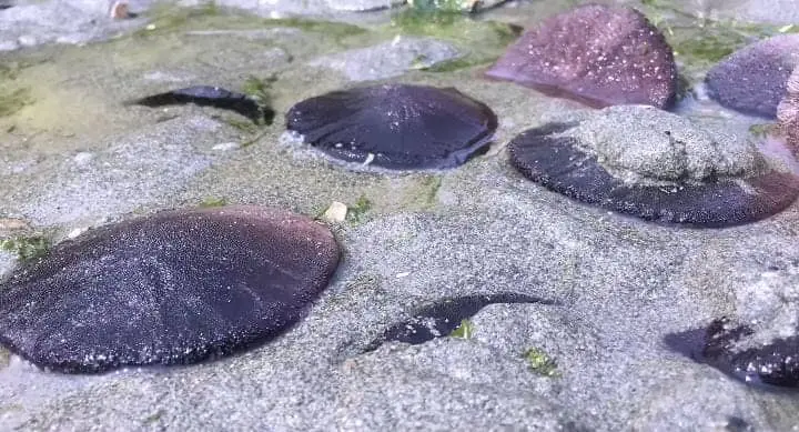 Sand dollars
