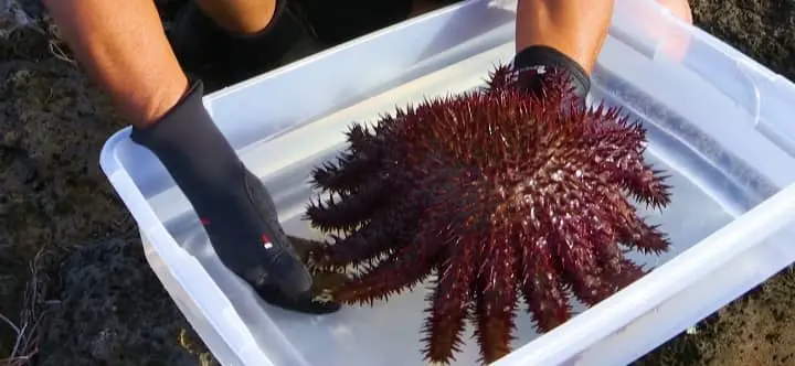 Can You Touch a Starfish?