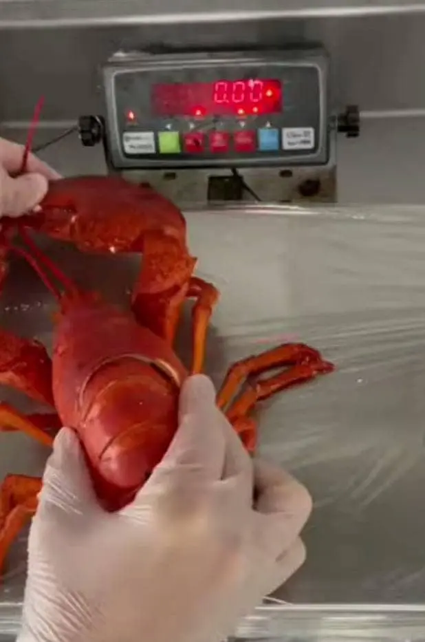 lobster claw