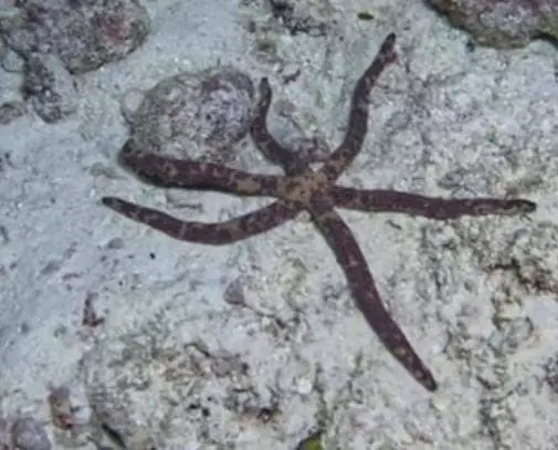 starfish species identification