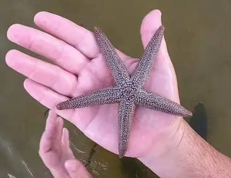 Tips for Identifying Starfish in Florida