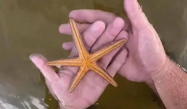 Conical Spined Sea Star structure