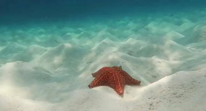 seastar life span