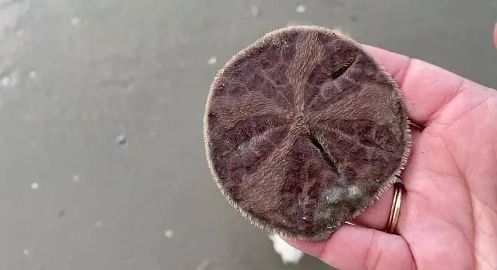 Do sand dollars feel pain?