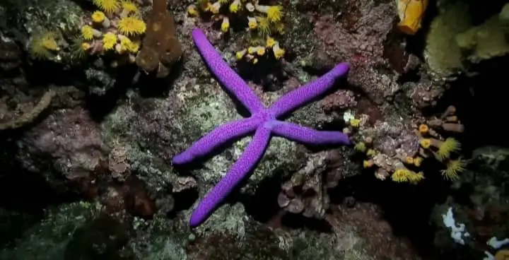 Do Starfish Sting?