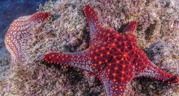 Do Starfish have hearts
