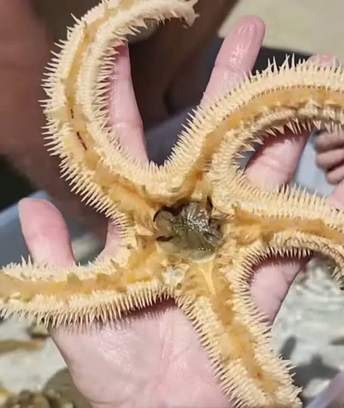 starfish mouth