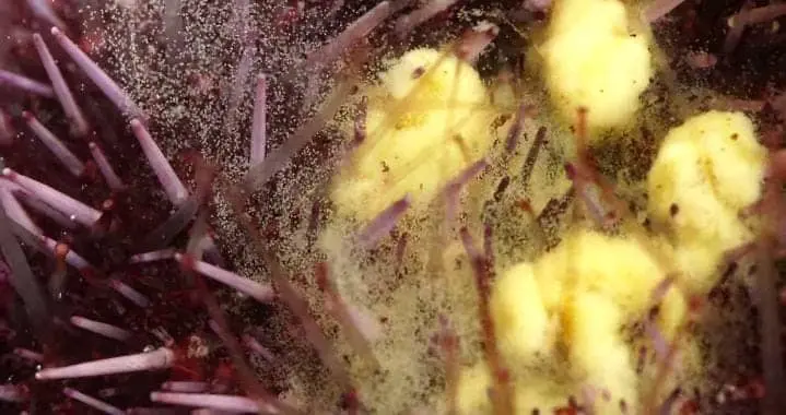 female sea urchins release eggs into water.