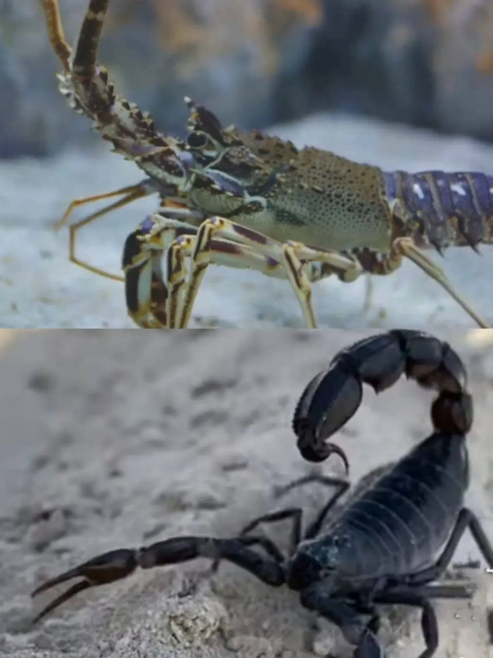Lobster Arachnid
