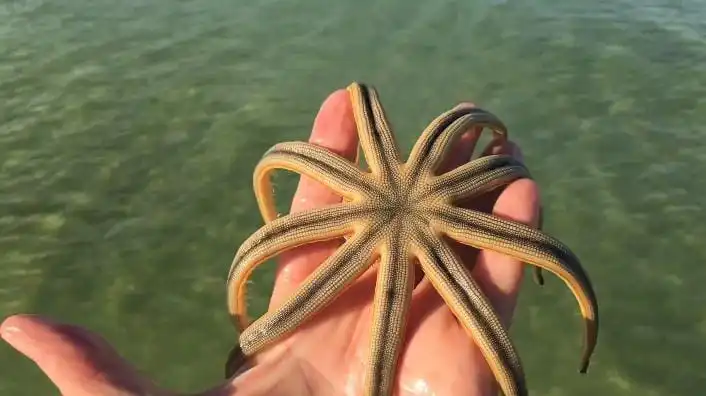 the Nine-Armed Sea Star, or 9 armed Starfish