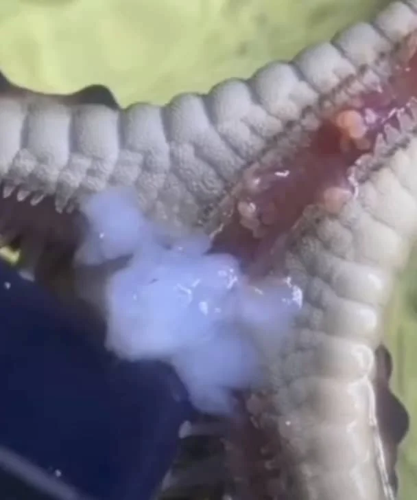 food for starfish