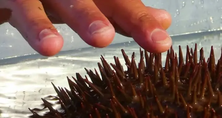 Precaution from sea star