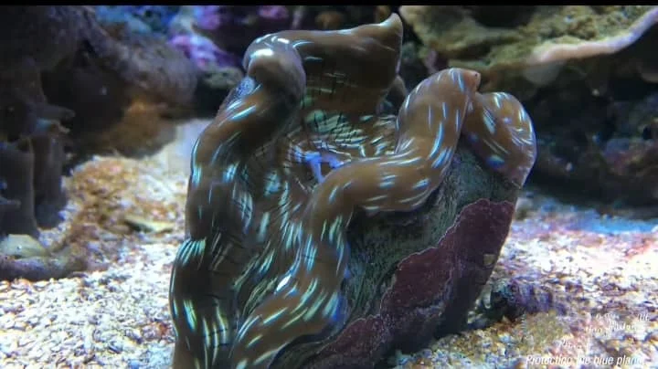 A beautiful vibrant clam on ocean floor.