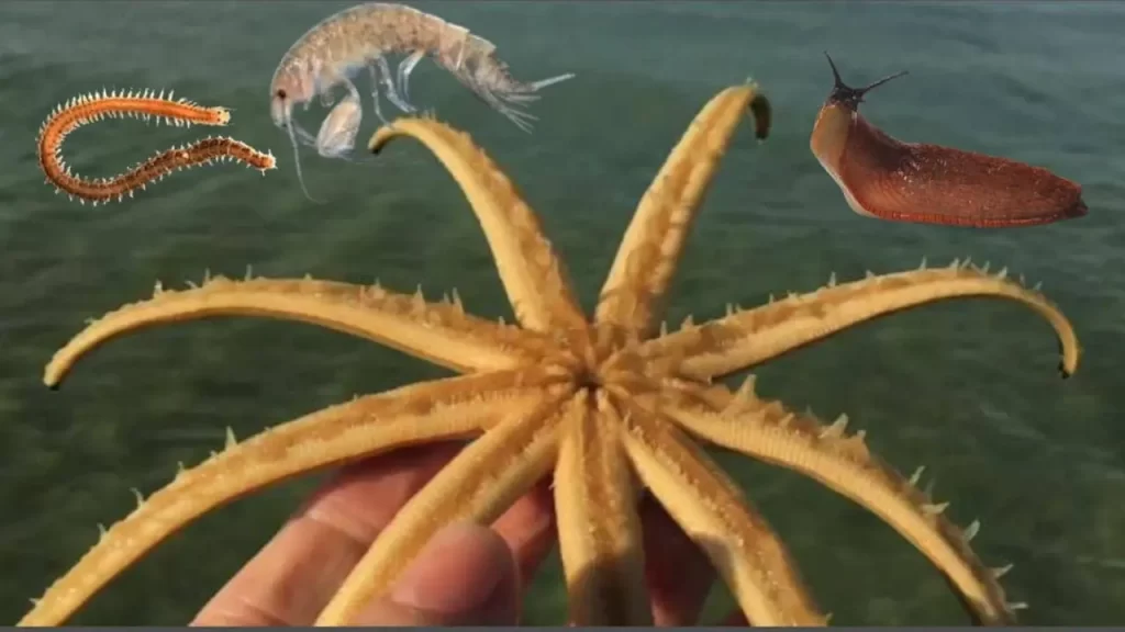 Food? What do 9-arm starfish eat?