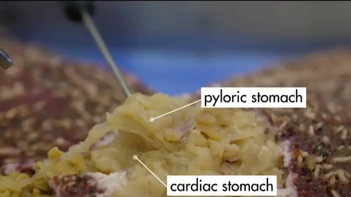 starfish stomach emersion