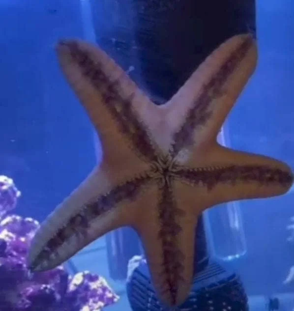 choclate chip starfish food