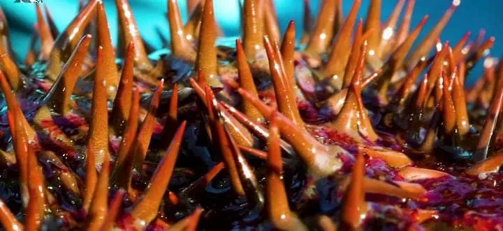 Thorny sea star
