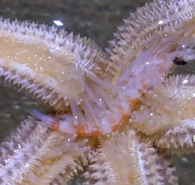 A Shrimp in mouth of starfish