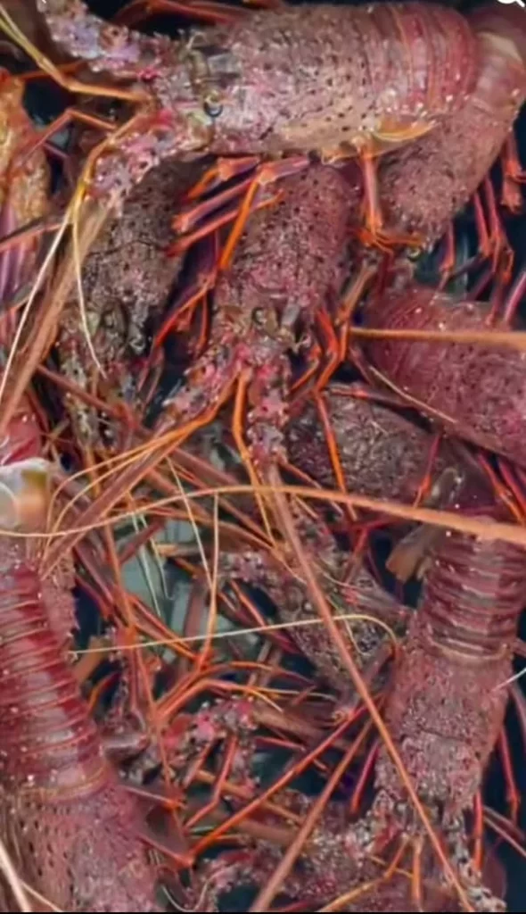 western rock lobsters