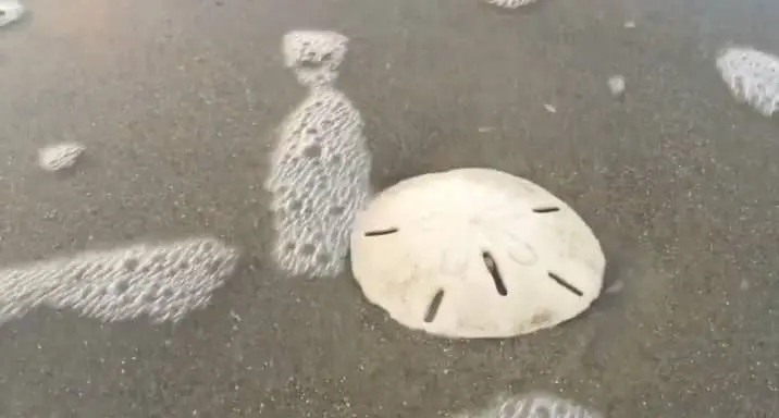 dead sand dollars shells